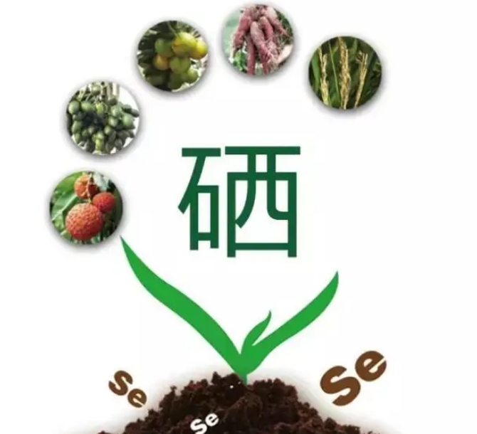 什么是富硒，它有哪些价值