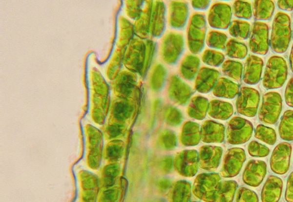 富硒产业晒出新“硒”望 湖南富硒产业有那些，湖南富硒酒，湖南富硒米